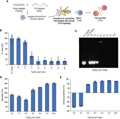 Altering Antigen Charge to Control Self-Assembly and Processing of Immune Signals During Cancer Vaccination